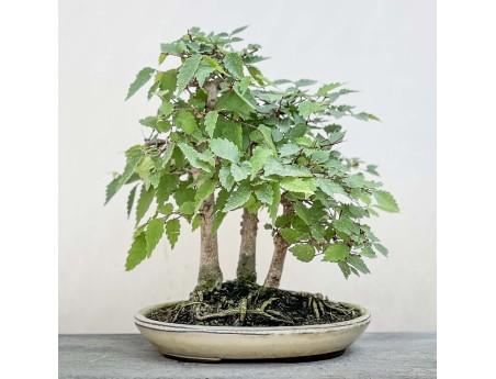 Zelkova serrata - Olmo - 23 cm