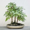 Zelkova serrata - Olmo - 23 cm