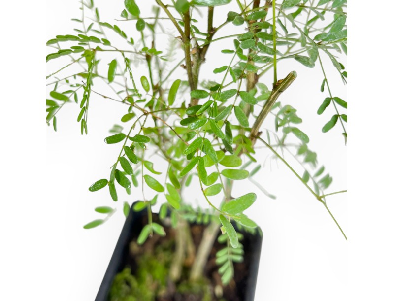 Caesalpinia Gilliesii - 35 cm