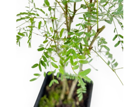 Caesalpinia Gilliesii - 35 cm