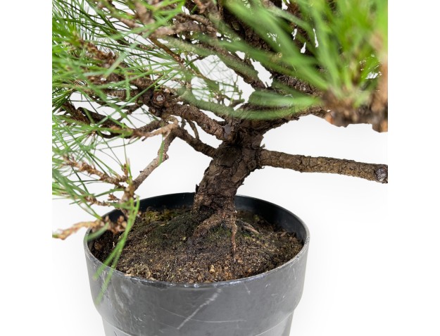 Pinus Thunbergii - Black Pine - 40 cm 2
