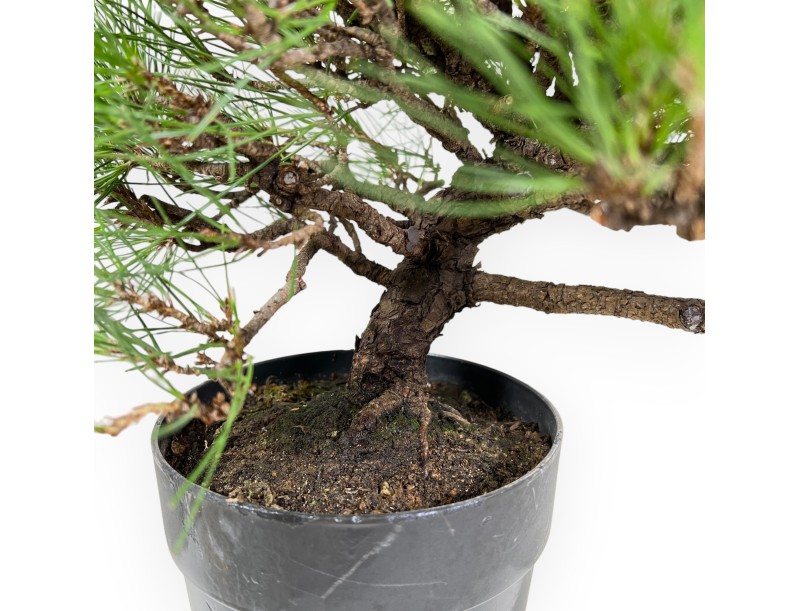 Pinus Thunbergii - Pin Noir - 40 cm