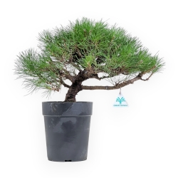 Pinus Thunbergii - Pino Nero - 40 cm