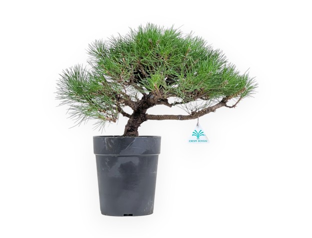 Pinus Thunbergii - Schwarzkiefer - 40 cm