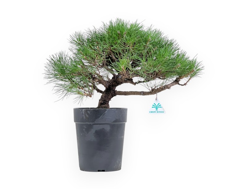Pinus Thunbergii - Zwarte den - 40 cm