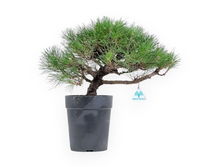 Pinus Thunbergii - Pino negro - 40 cm