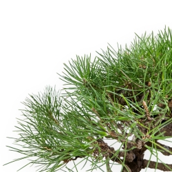 Pinus Thunbergii - Pino Nero - 40 cm
