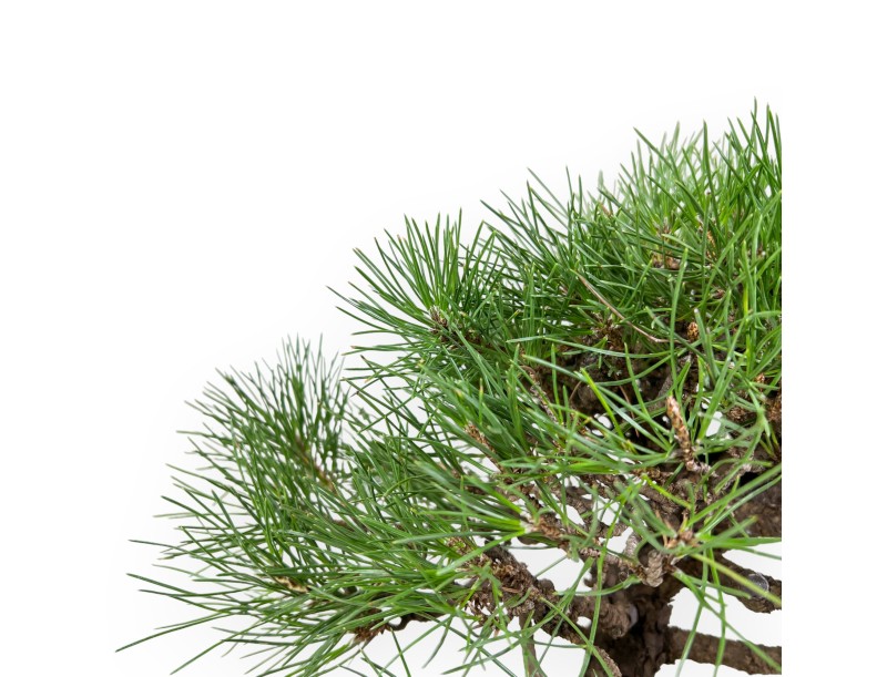 Pinus Thunbergii - Zwarte den - 40 cm
