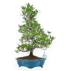 Gardenia Jasminoides - Gardénia - 52 cm