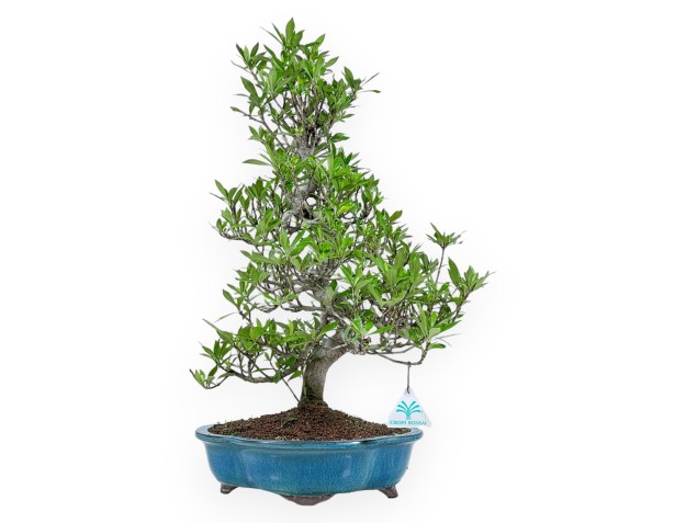 Gardenia Jasminoides - Gardenie - 52 cm