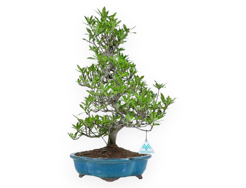 Gardenia Jasminoides - Gardenie - 52 cm