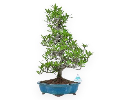 Gardenia Jasminoides - Tuinia - 52 cm