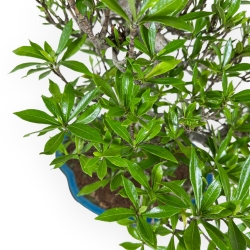 Gardenia Jasminoides - Gardénia - 52 cm