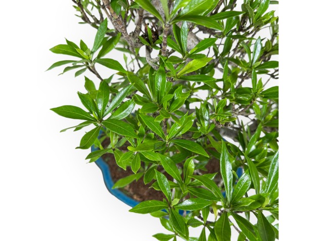 Gardenia Jasminoides - Gardenie - 52 cm 2