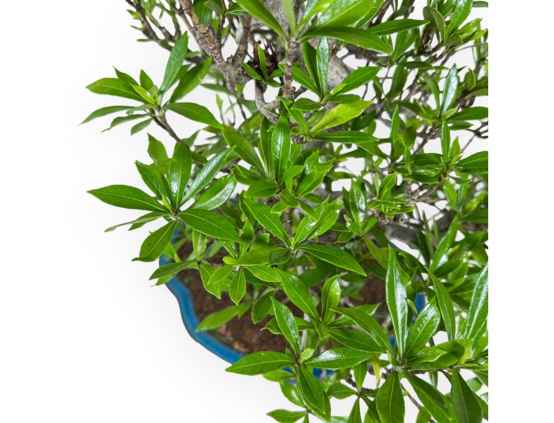 Gardenia Jasminoides - Tuinia - 52 cm