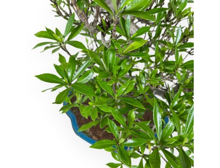 Gardenia Jasminoides - Gardenia - 52 cm