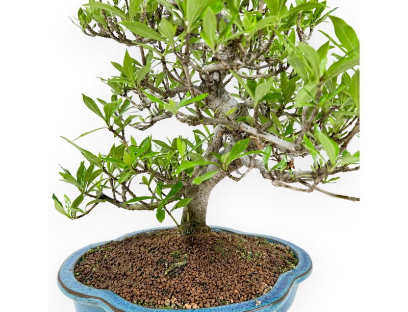 Gardenia Jasminoides - Tuinia - 52 cm