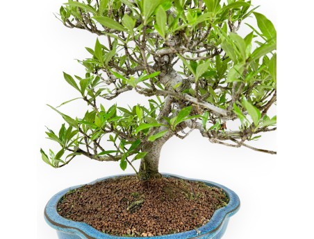 Gardenia Jasminoides - Gardenia - 52 cm