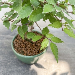 Zelkova Serrata - Olmo - 23 cm