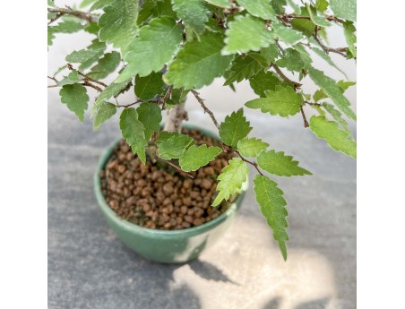 Zelkova Serrata - Olmo - 23 cm