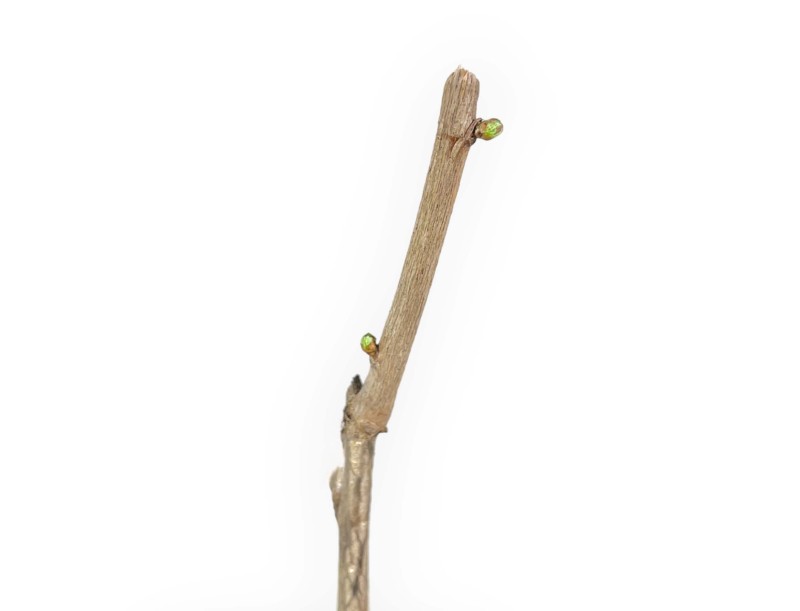 Gingko Biloba Gold Flame - 35 cm