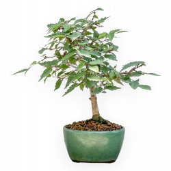 Zelkova Serrata - Olmo - 23 cm