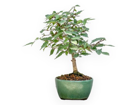 Zelkova Serrata - Elm - 23 cm