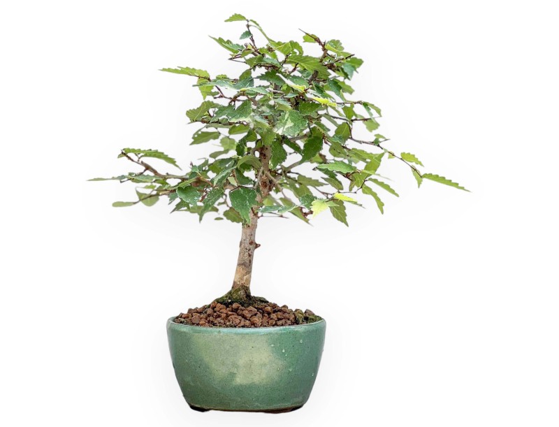 Zelkova Serrata - Elm - 23 cm