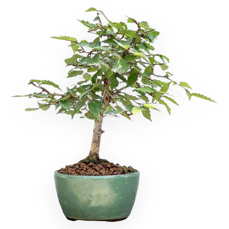 Zelkova Serrata - Olmo - 23 cm