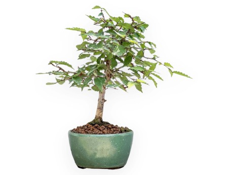 Zelkova Serrata - Olmo - 23 cm
