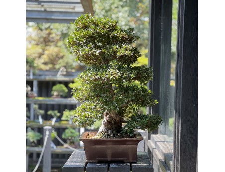 Rhododendron Indicum Juko - Azalée - 93 cm