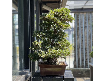 Rhododendron Indicum Juko - Azalée - 93 cm