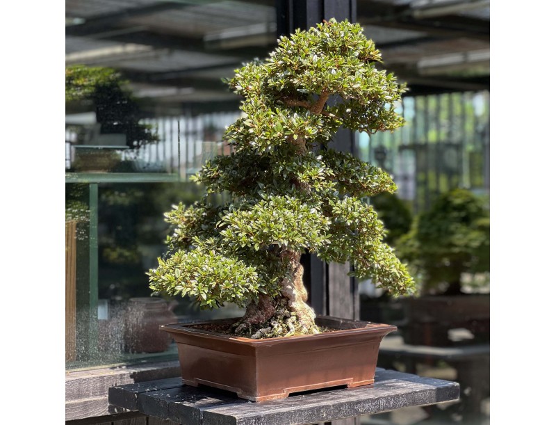 Rhododendron Indicum Juko - Azalée - 93 cm