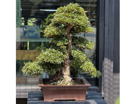 Rhododendron Indicum Juko - Azalea - 93 cm