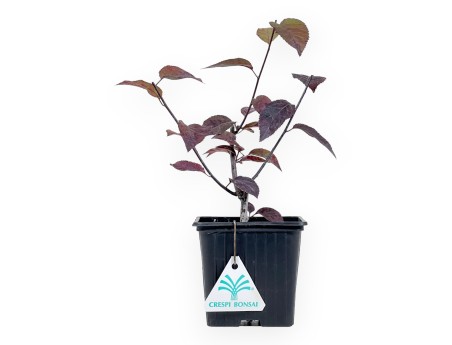 Prunus Cerasifera Autopurpurea - Myrobalan - 24 cm