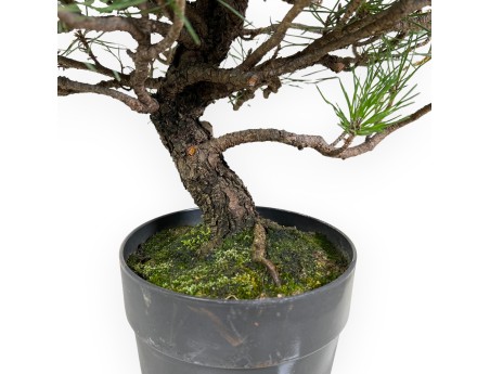 Pinus Thunbergii - Pino negro - 44 cm