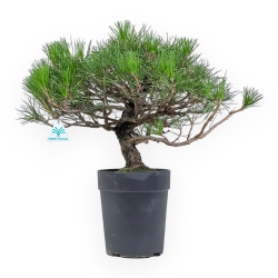 Pinus Thunbergii - Pino Nero - 44 cm