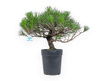 Pinus Thunbergii - Pino negro - 44 cm