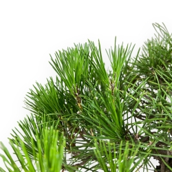 Pinus Thunbergii - Pino Nero - 44 cm