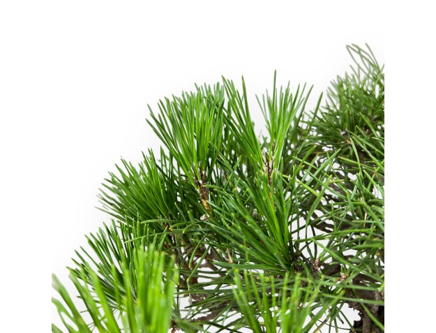 Pinus Thunbergii - Zwarte den - 44 cm 2