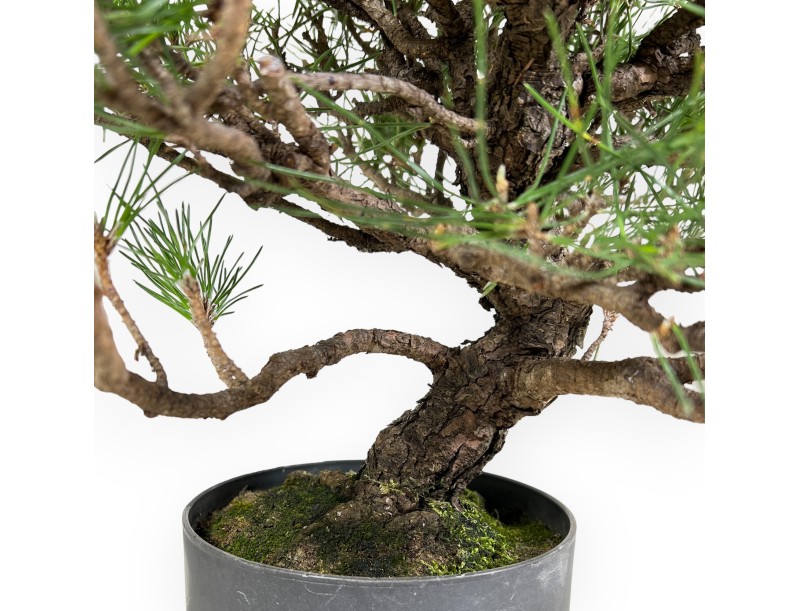 Pinus Thunbergii - Zwarte den - 44 cm