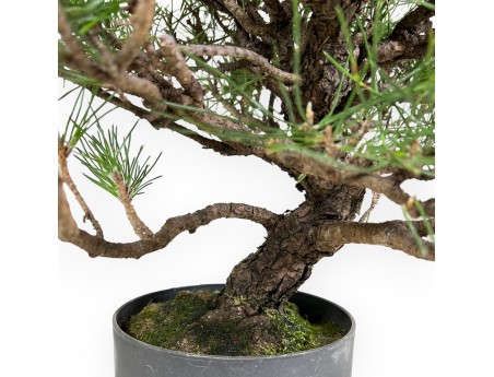 Pinus Thunbergii - Schwarzkiefer - 44 cm