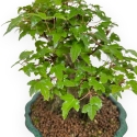 Acer Buergerianum - 18 cm