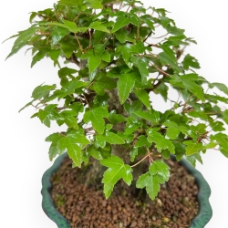 Acer Buergerianum - Maple - 18 cm