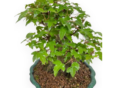 Acer Buergerianum - Acero - 18 cm