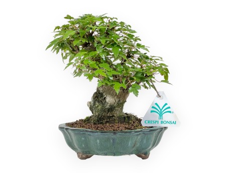 Acer Buergerianum - Maple - 18 cm