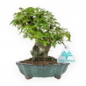 Acer Buergerianum - Acero - 18 cm