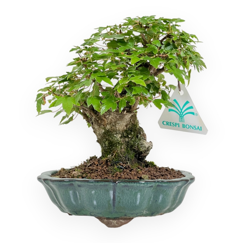 Acer Buergerianum - 18 cm