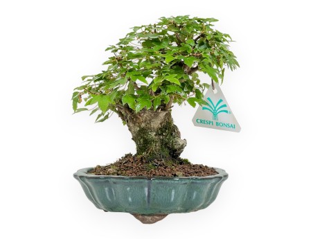 Acer Buergerianum - Érable - 18 cm