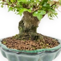 Acer Buergerianum - 18 cm